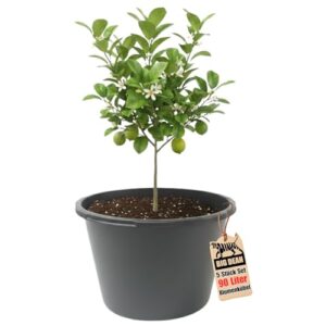 9.99, BigDean Blumenkübel XXL 90 Liter 43cm hoch 63cm Durchmesser Made in Europe