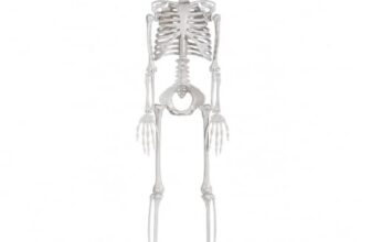 90cm Halloween Skelett Plastik Ganzkörper Skelett mit beweglichen Gelenken für halloween deko skelett lebensgroß, halloween deko outdoor für Haus, Garten, Terrasse und Spukhaus Dekorationen (1Stück)