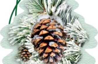 WUNDER-BAUM Auto-Lufterfrischer I Anhänger für langanhaltenden Duft im Auto oder zu Hause I Frosted Pine , 1 Stück