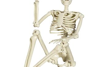 SIFOEL Halloween Plastikskelett, 90cm Ganzkörper Skelett mit beweglichen Gelenken für Halloween Innen Garten Haus Patio Dekorationen (90cm)