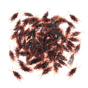 Ceeyoll 40 Stück Gefälschte Kakerlake,kakerlaken Halloween Dekorationen,Pranks Simulation Kakerlakak Spielzeug,Realistisches Insektenspielzeug für Aprilscherz, Halloween Teasing Streich Requisiten.