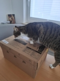 FELIX Sensations Gelees Katzenfutter nass in Gelee